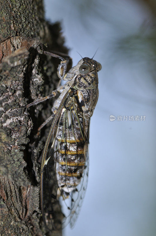 蝉(普通Lyristes plebejus)